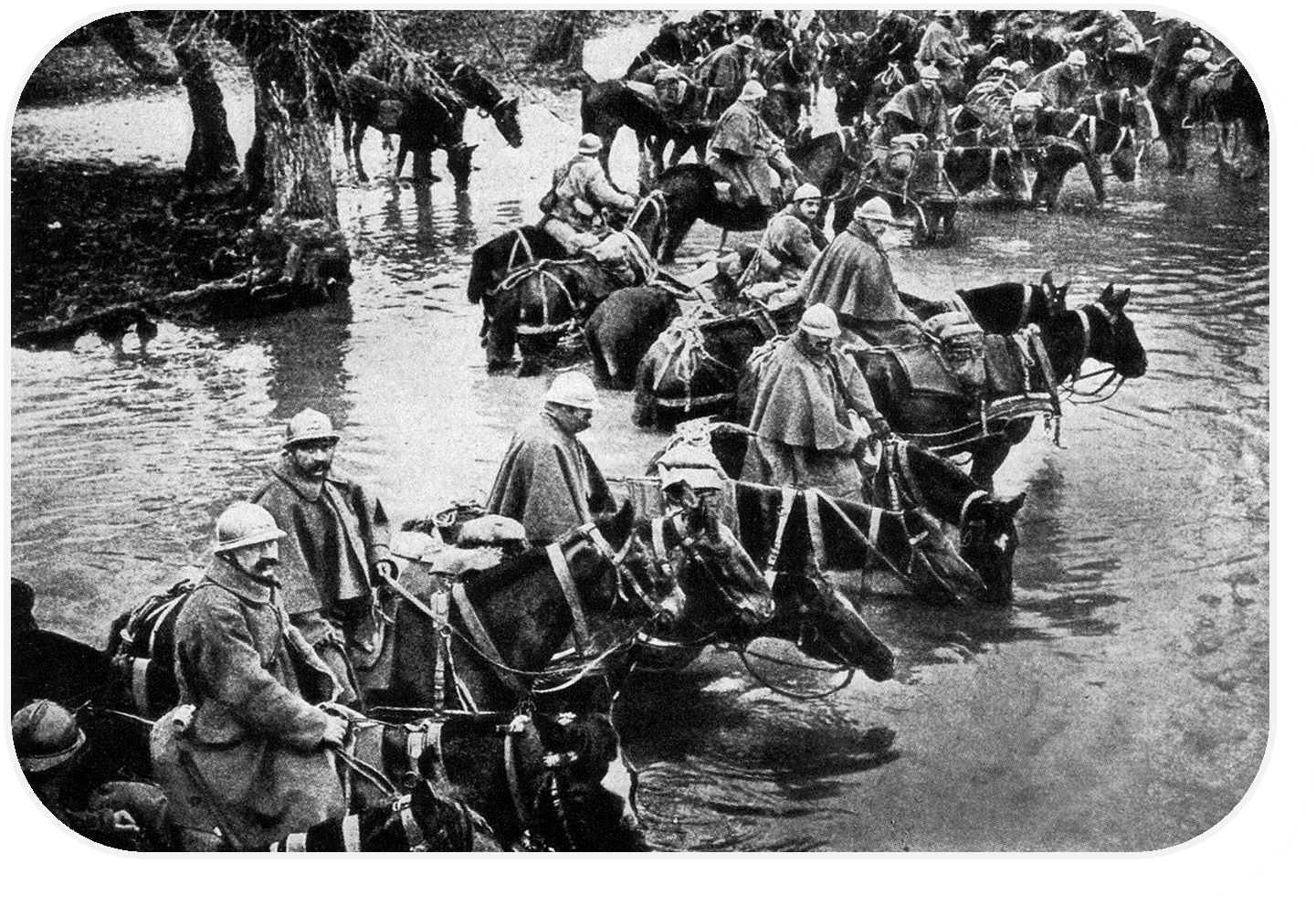 French train horses resting in a river on their way to Verdun 
